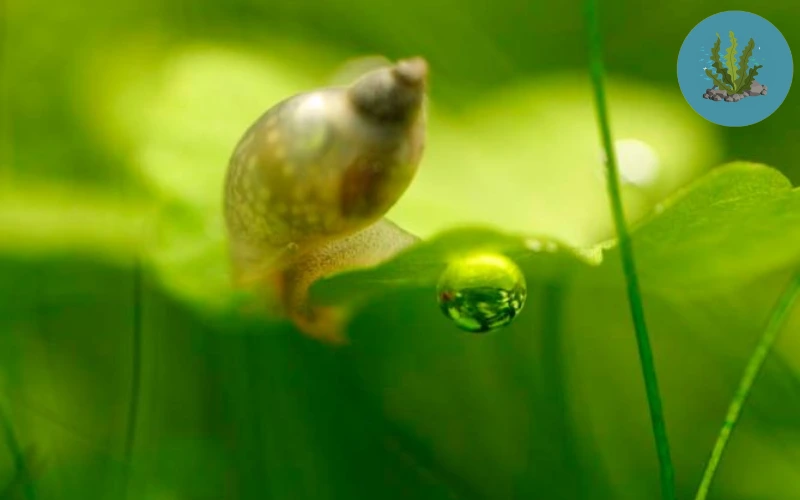 cách diệt ốc hại