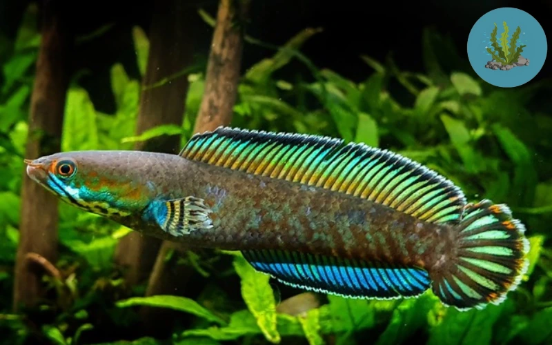 cách diệt ốc hại