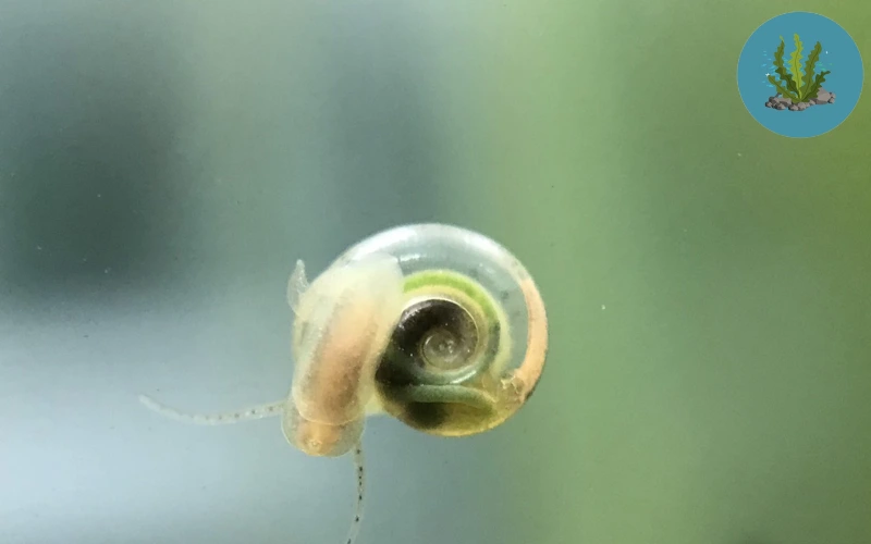 cách diệt ốc hại