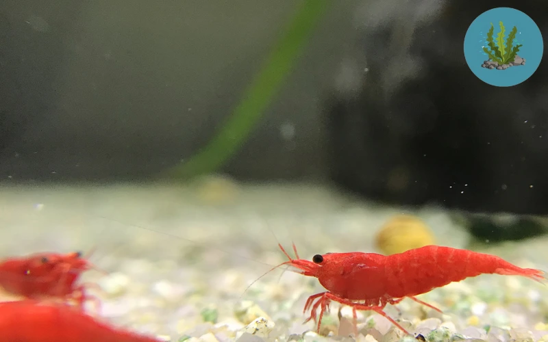 tép cảnh bị sốc nước