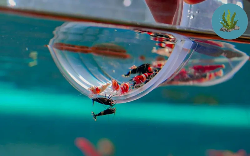 tép cảnh bị sốc nước