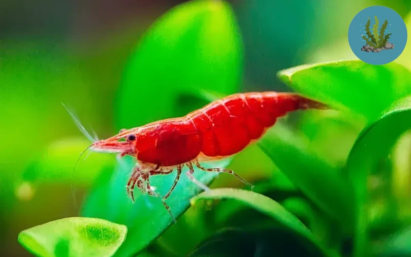 tép cảnh bị sốc nước