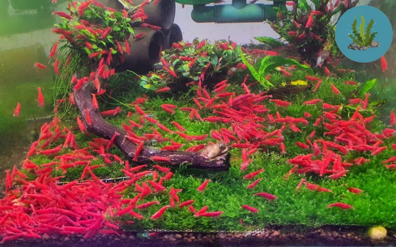 tép cảnh bị sốc nước