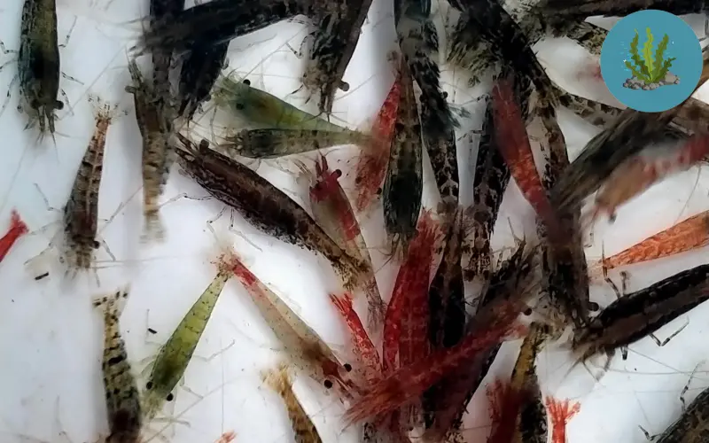 tép cảnh bơi loạn xạ