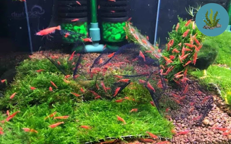 tép cảnh bơi loạn xạ