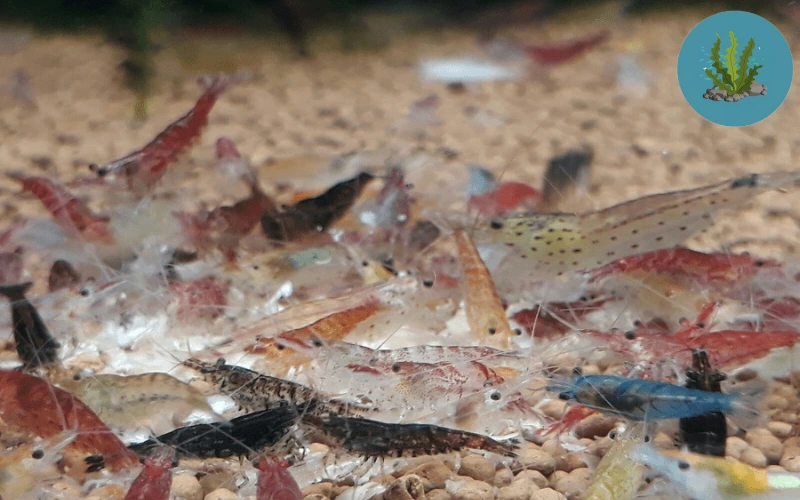 tép cảnh bơi loạn xạ