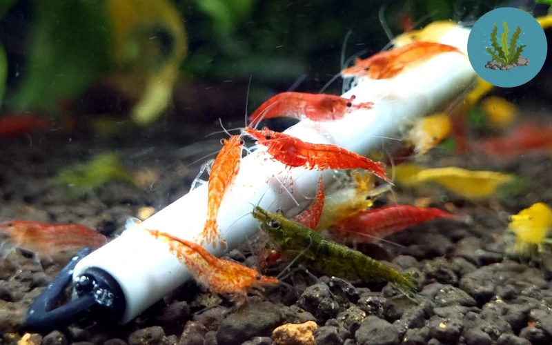 tép cảnh bơi loạn xạ