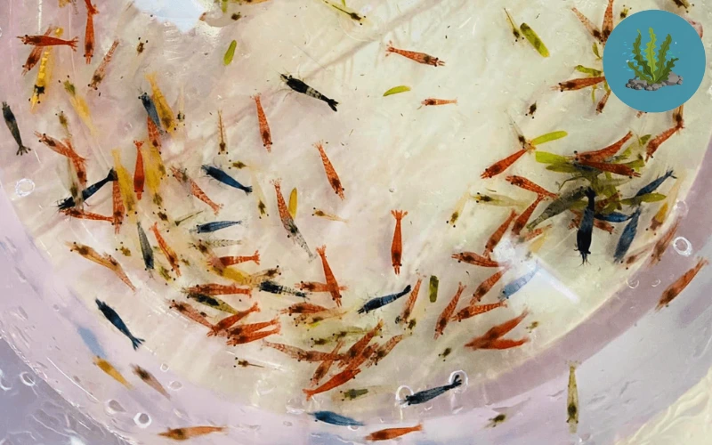 tép cảnh bơi loạn xạ