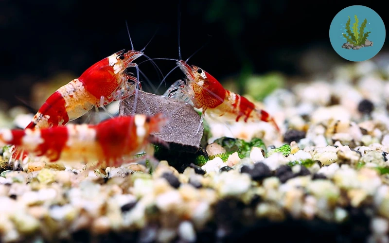 tép cảnh chết lai rai