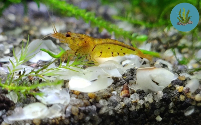 tép cảnh chết lai rai