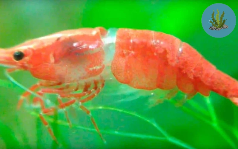 tép cảnh chết lai rai