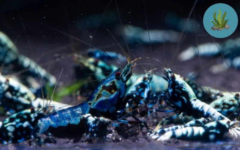 tép cảnh chết lai rai