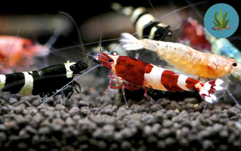 tép cảnh chết lai rai