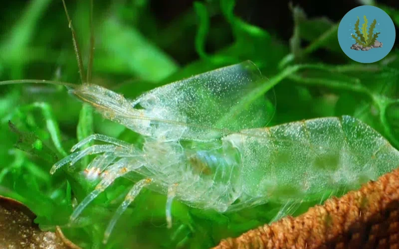 Tép cảnh không chịu ăn