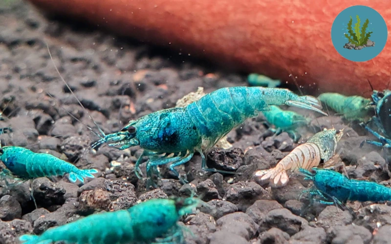 Tép cảnh không chịu ăn