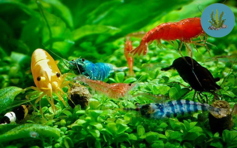 Tép cảnh không chịu ăn