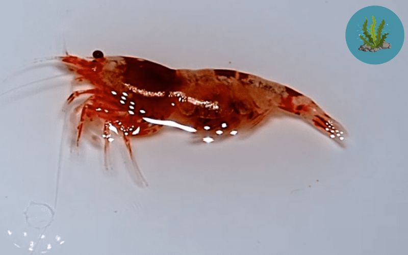 tép ôm trứng chết