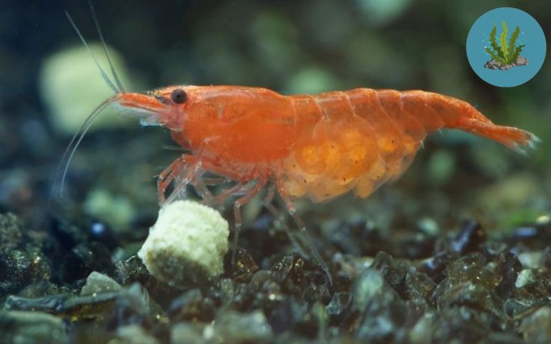 tép ôm trứng chết