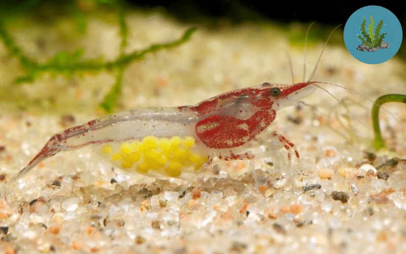 tép ôm trứng chết