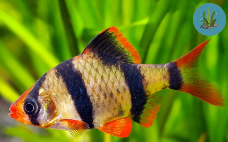 cá cảnh bị bệnh đốm đỏ