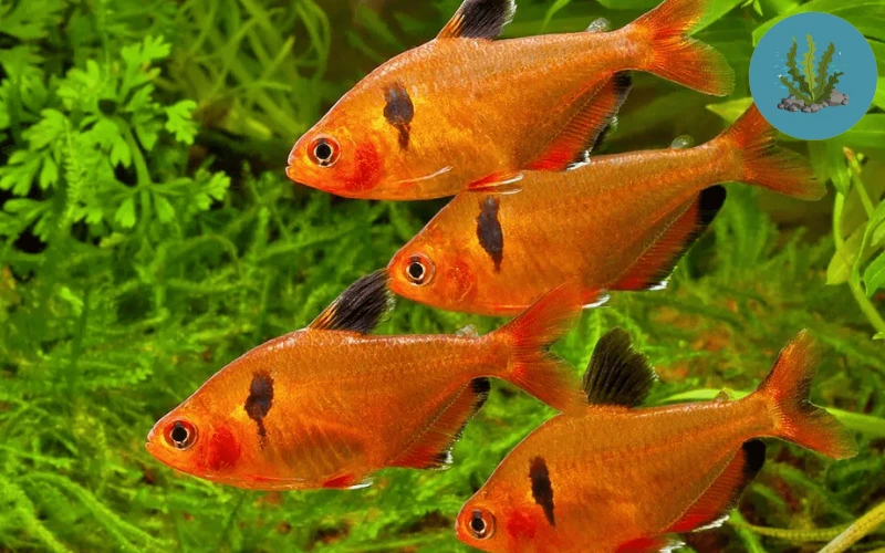 cá cảnh khỏe mạnh sau bệnh đốm đỏ