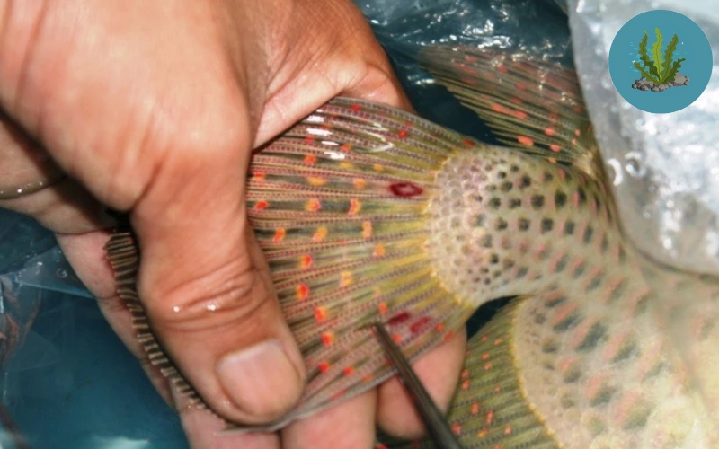 cá cảnh bị bệnh đốm đỏ