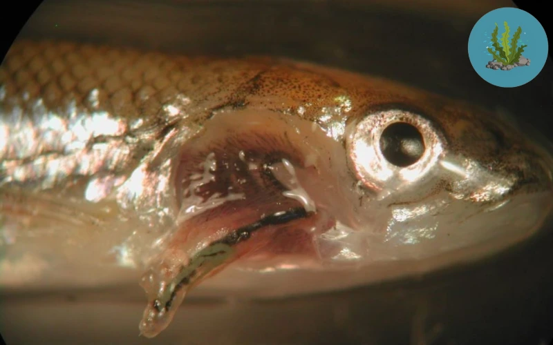 cá cảnh bị ký sinh trùng