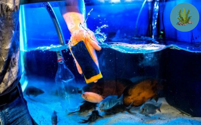 cá cảnh bị ký sinh trùng