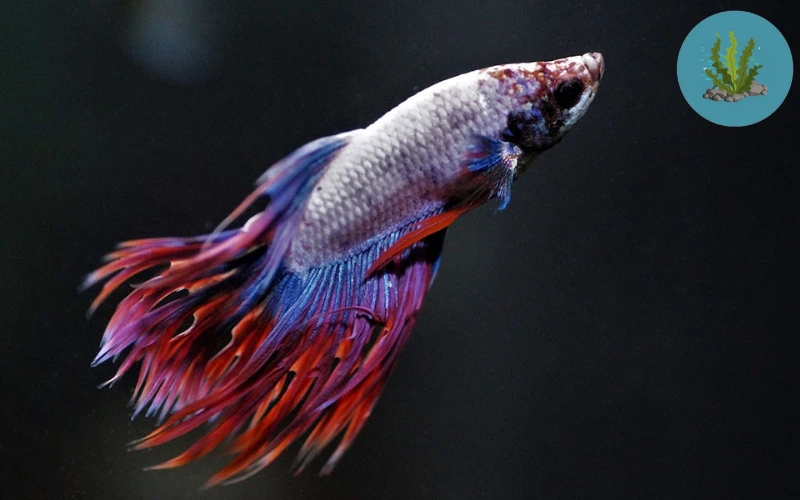 cá cảnh bị ký sinh trùng