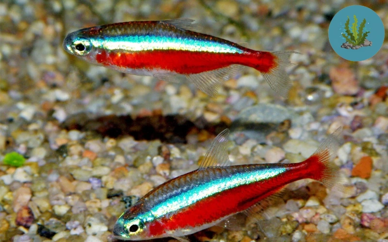 cá cảnh bị ký sinh trùng