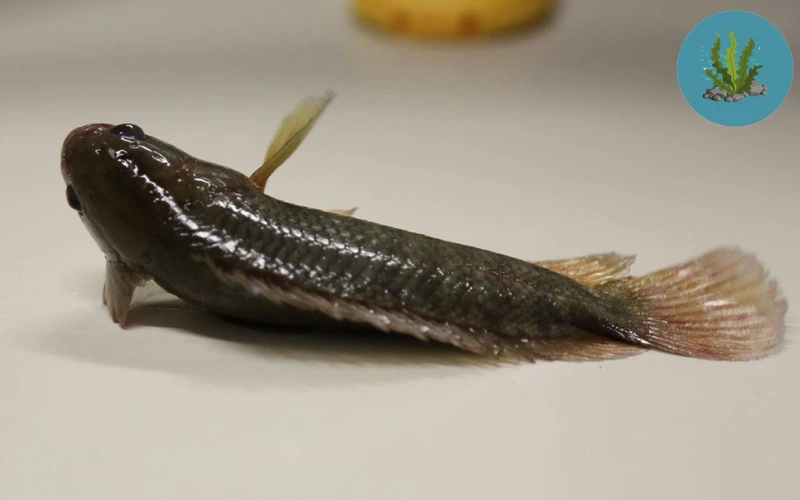 cá cảnh bị ký sinh trùng