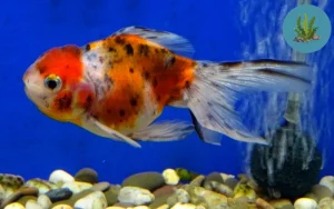 cá cảnh bị nấm đen