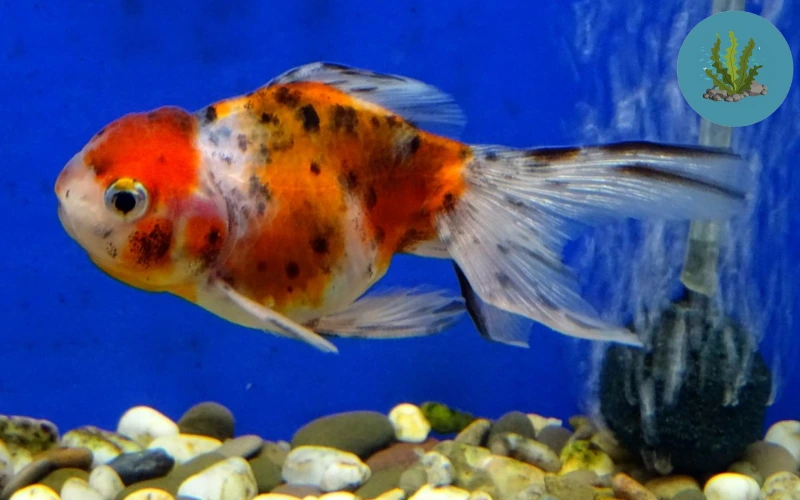 cá cảnh bị nấm đen