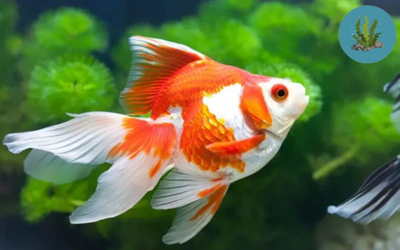 cá cảnh bị nấm đen