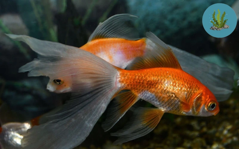 cá cảnh bị nấm đen