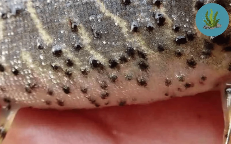 cá cảnh bị nấm đen