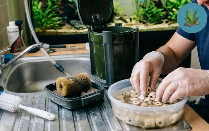 Bao lâu nên vệ sinh lọc bể cá một lần