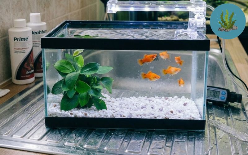 Đèn UV diệt khuẩn bể cá