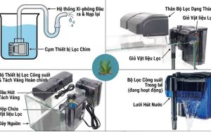 Lọc trong hồ thủy sinh
