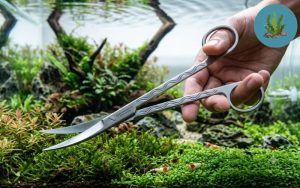 Nhíp và kéo cắt tỉa thủy sinh inox sóng Wave