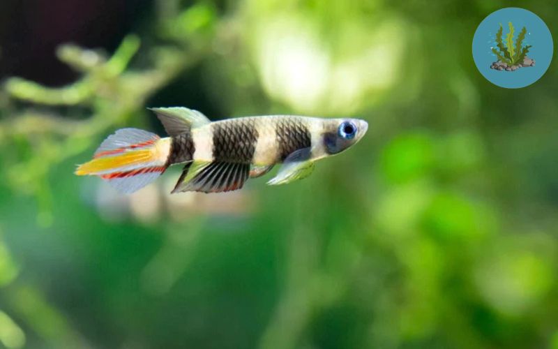 cá thủy sinh sống ở tầng mặt