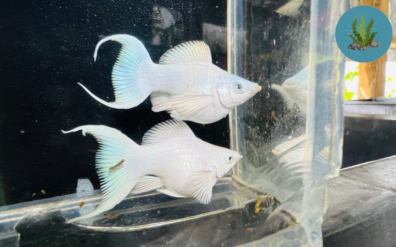 cá thủy sinh sống ở tầng mặt