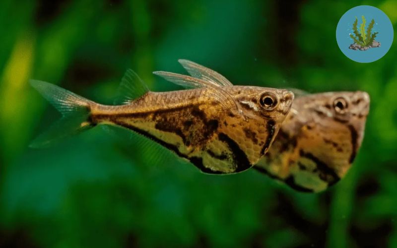 cá thủy sinh sống ở tầng mặt