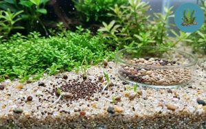 Cách trồng cây thủy sinh từ hạt giống