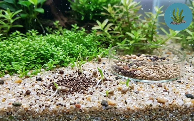 Cách trồng cây thủy sinh từ hạt giống