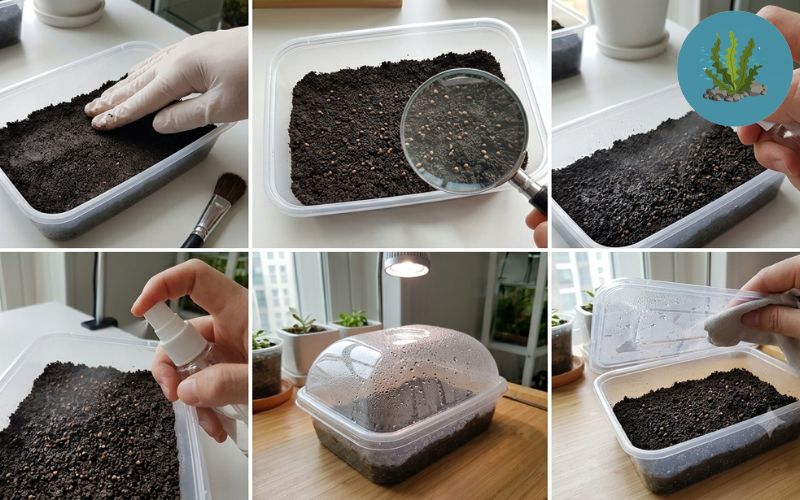 Cách trồng cây thủy sinh từ hạt giống