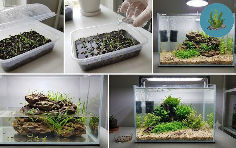 Cách trồng cây thủy sinh từ hạt giống